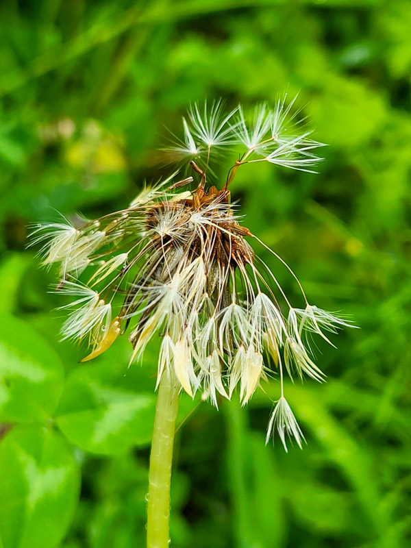flora & fauna in Silz, Tirol